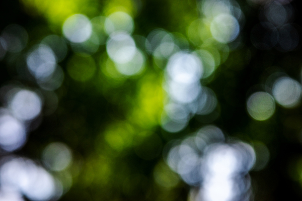 포토 JPG 해외이미지 나무 백그라운드 잎 자연 추상 사람없음 목재 아웃포커스 초록색 빛 햇빛 소프트포커스 숲 열대우림 보케 광 블러 해외포토 식물 컬러 무늬 재료 촬영기법 태양 생태계 파일형식 이미지허브