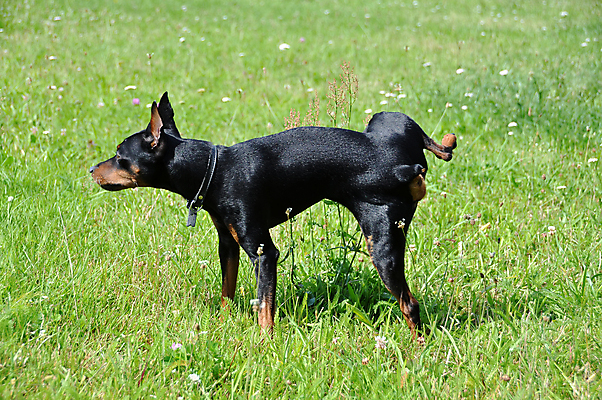 포토 JPG 해외이미지 공원 남자 행복 서기 사람없음 야외 반려동물 개 강아지 주둥이 미니어처핀셔 경보 넘어짐 변기통 충실 해외포토 동물 공공시설 감정 포유류 모션 사람 파일형식 핀셔 이미지허브