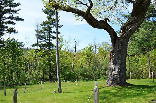 포토 JPG 해외이미지 나무 자연 잔디 사람없음 목재 초록색 나뭇가지 기둥 옛날 지원 해외포토 식물 건축 컬러 재료 생태계 파일형식 이미지허브