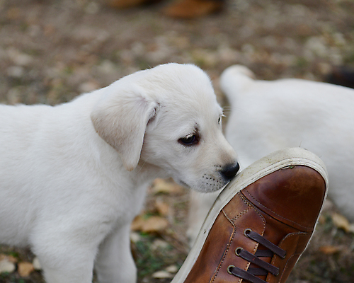 포토 JPG 해외이미지 가족 놀이 실험 사람없음 농장 개 리트리버 강아지 쓰레기 래브라도리트리버 혀 사냥개 언니 기르기 남동생 해외포토 농업 포유류 관계 반려동물 입 자매 동생 돌봄 파일형식 이미지허브