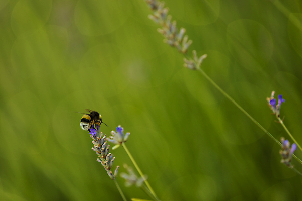 포토 JPG 해외이미지 식물 동물 꽃 곤충 밭 자연 하늘 풍경 사람없음 야외 초록색 여름 빛 햇빛 태양 보라색 황혼 개화 벌 허브 묘사 꿀 라벤더 호박벌 해외포토 자연요소 계절 컬러 농업 일몰 벌_곤충 생태계 파일형식 이미지허브