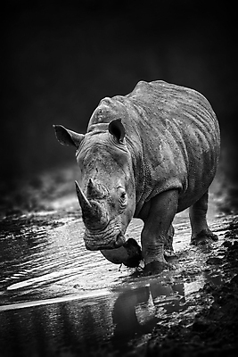 포토 JPG 해외이미지 동물 야생동물 여행 신체 포유류 아프리카 자연 코끼리 뿔 흑백 동물원 종류 사람없음 야외 세로 물 강 힘 회색 개울 보호 위험 큼 충돌 사파리 하마 멸종 무거움 코뿔소 초식 해외포토 자연요소 나라 컬러 컨셉 촬영기법 무게 크기 생태계 파일형식 이미지허브
