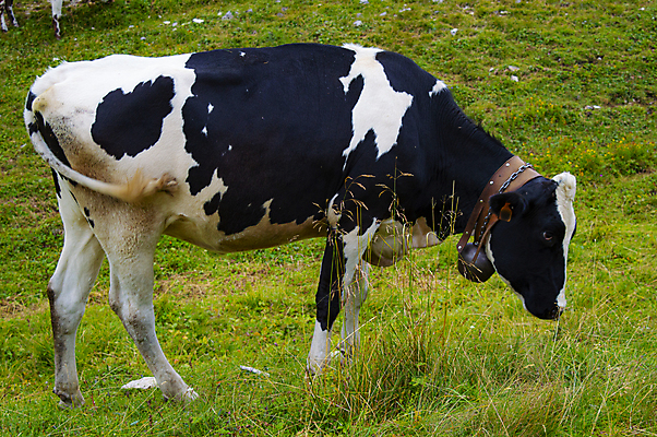 포토 JPG 해외이미지 나무 동물 1 여자 유럽 여행 백그라운드 밭 농업 포유류 자연 하늘 산 사람없음 야외 농장 농경지 갈색 가축 이탈리아 소고기 우유 흰색 시골 소 숲 먹이 방목 땅 먹기 알프스 동물상 찰과상 반추동물 목가 해외포토 식물 나라 산업 컬러 모션 유제품 육류 사람 조형물 축산업 상처 생태계 파일형식 이미지허브