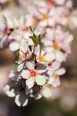 포토 JPG 해외이미지 나무 식물 꽃잎 꽃 분홍색 잎 꽃무늬 자연 사람없음 뷰티 환경 정원 보라색 봄 벚꽃 흰색 나뭇가지 신선 닫기 향기 아로마 아몬드 향 아로마테라피 내추럴 해외포토 계절 컬러 무늬 모션 견과류 생태계 냄새 테라피 파일형식 이미지허브