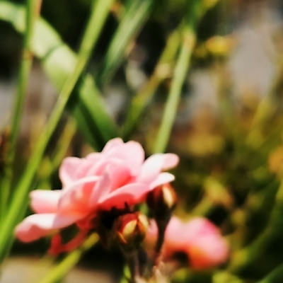 포토 JPG 해외이미지 식물 아이콘 손 꽃잎 꽃 분홍색 백그라운드 추상 관리 서기 사람 사람없음 스마트폰 사무실 알약 잡기 닫기 책상 사인 부름 고립 해외포토 컬러 가구 무늬 비즈니스 모션 신체부위 핸드폰 스마트기기 약 파일형식 이미지허브