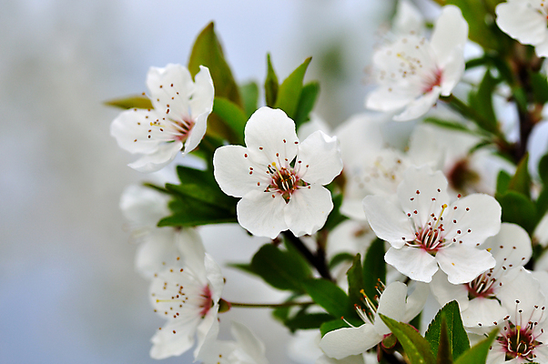 포토 JPG 해외이미지 나무 식물 디자인 계절 꽃잎 꽃 문화 줄기 백그라운드 잎 꽃무늬 자연 하늘 새로움 사람없음 장식 초록색 파란색 뷰티 봄 벚꽃 흰색 나뭇가지 인사 신선 개화 우아함 닫기 4월 자두 내추럴 고립 해외포토 컬러 컨셉 무늬 과일 모션 예절 날짜 생태계 파일형식 이미지허브