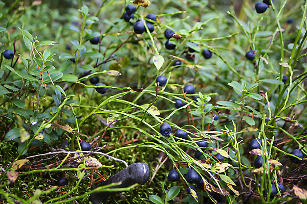 포토 JPG 해외이미지 나무 식물 계절 열매 음식 잎 과일 자연 건강 사람없음 야외 초록색 파란색 햇빛 노란색 맑음 보라색 하이킹 수확 시골 신선 닫기 선택 맛 숲 남색 먹기 관목 유기농 블루베리 북쪽 침엽수 내추럴 벨로루시 해외포토 웰빙 컬러 컨셉 농업 모션 레저 날씨 태양 방향 생태계 파일형식 이미지허브