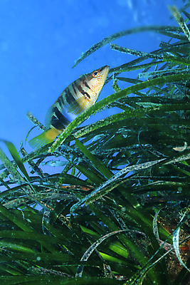 포토 JPG 해외이미지 동물 공원 유럽 야생동물 바다 자연 휴식 어류 사람없음 물 환경 수중 다양 그리기 스페인 잠수함 지중해 생태계 다이빙 생물학 지느러미 암초 서식지 깊이 동물상 생태학 해외포토 자연요소 공공시설 교육 나라 다수 컨셉 모션 조형물 수영 수중동물 수중스포츠 파일형식 이미지허브