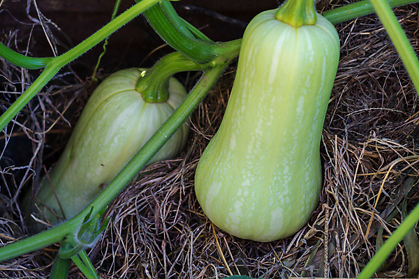포토 JPG 해외이미지 식물 음식 줄기 밭 농업 채소 과일 호박 사람없음 초록색 농장 정원 수확 성장 시골 유기농 스쿼시 주키니 채식주의자 세련 해외포토 웰빙 산업 스포츠 컬러 구기 채식 파일형식 이미지허브