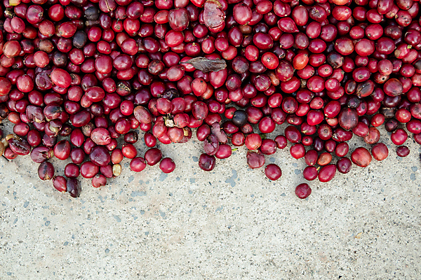 포토 JPG 해외이미지 식물 열매 산업 아시아 커피 음료 음식 백그라운드 패턴 농업 과일 재료 태국 자연 콩 바닥 건조 씨앗 사람없음 야외 빨간색 농장 갈색 카페 수확 신선 체리 농부 굽기 유기농 질감 날것 번짐 내추럴 따뜻한음료 방법 숙성 아라비카 양피지 작살 카페인 해외포토 직업 웰빙 나라 컬러 무늬 곡류 상점 구이 생태계 파일형식 효과 이미지허브