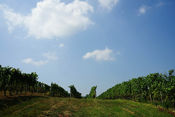 포토 JPG 해외이미지 나무 구름 유럽 여행 밭 농업 자연 포도 휴가 풍경 사람없음 야외 초록색 여행객 와인 이탈리아 성장 농촌 시골 언덕 조경 포도밭 일렬 포도나무 산기슭 내추럴 양조장 줄서기 해외포토 자연요소 식물 나라 산업 컬러 과일 모션 산 주류 사람 과일나무 생태계 파일형식 이미지허브