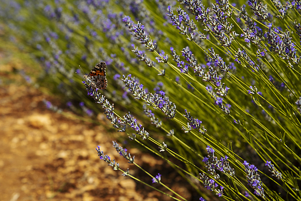 포토 JPG 해외이미지 식물 동물 꽃 나비 백그라운드 패턴 농업 자연 씨앗 사람없음 야외 가로 컬러풀 햇빛 뷰티 농장 환경 맑음 보라색 프랑스 성장 농촌 신선 큼 향수 원예 향기 일렬 질서 아로마테라피 세련 해외포토 유럽 산업 컬러 곤충 무늬 날씨 취미 태양 화장품 시골 예절 크기 생태계 냄새 테라피 파일형식 이미지허브