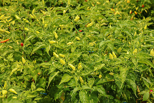 포토 JPG 해외이미지 나무 식물 디자인 음식 백그라운드 잎 밭 농업 채소 오렌지 과일 재료 태국 자연 고추 파프리카 건강 사람없음 빨간색 초록색 컬러풀 주방 정원 보라색 검은색 수확 성장 신선 뜨거움 양념 작음 향신료 유기농 원예 매움 날것 후추 내추럴 밭일 숙성 채식주의자 해외포토 웰빙 산업 아시아 컬러 취미 맛 크기 생태계 채식 향미료 파일형식 이미지허브