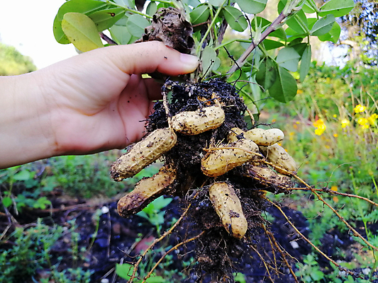 포토 JPG 해외이미지 식물 손 아시아 지구 음식 줄기 잎 밭 농업 채소 자연 건강 갑각류 씨앗 사람없음 초록색 농작물 농장 갈색 정원 식사 흙 견과류 수확 신선 농부 다발 먹기 원예 질감 날것 뿌리 땅콩 말레이시아 꼬투리 단백질 땅바닥 숙성 해외포토 동물 직업 나라 산업 컬러 모션 바닥 취미 신체부위 생태계 영양소 파일형식 이미지허브