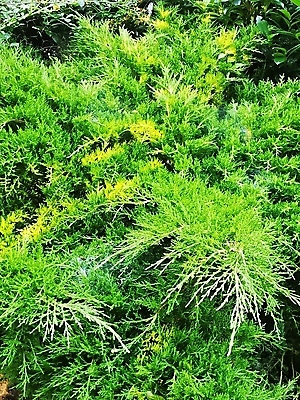 포토 JPG 해외이미지 나무 식물 꽃 행복 백그라운드 잎 밭 인터넷 가족 코끼리 건강 서기 사람 사람없음 야외 초록색 물 걷기 정원 봄 기차 그룹 숲 큼 방목 먹기 침엽수 고립 양치류 해외포토 자연요소 계절 감정 육상교통 컬러 농업 포유류 관계 모션 대중교통 축산업 크기 파일형식 이미지허브