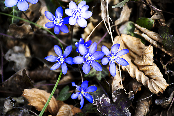 포토 JPG 해외이미지 모양 식물 계절 꽃잎 꽃 꽃다발 백그라운드 잎 자연 휴식 바닥 함께함 사람없음 초록색 파란색 빛 뷰티 환경 보라색 봄 이탈리아 활발 들꽃 성장 벚꽃 개화 수분 제비꽃 순수 속도 생물학 꽃수술 아네모네 천진난만 취급주의 완전 부족함 해외포토 교육 유럽 컬러 컨셉 경고 생태계 파일형식 이미지허브