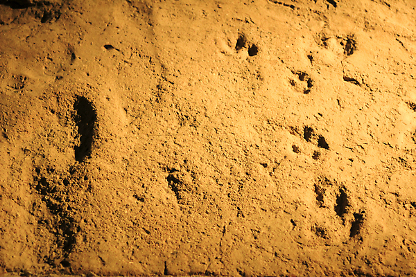 포토 JPG 해외이미지 동물 자국 맨발 추상 바닥 사람 사람없음 걷기 하이킹 수확 얼룩 역사 스페인 인쇄 발자국 박물관 화석 단계 고고학 그런지 로마인 벌거벗은 선로 세기 알리칸테 양발 양피지 옛날 각인 해외포토 교육 유럽 무늬 농업 모션 발 레저 인종 파일형식 이미지허브