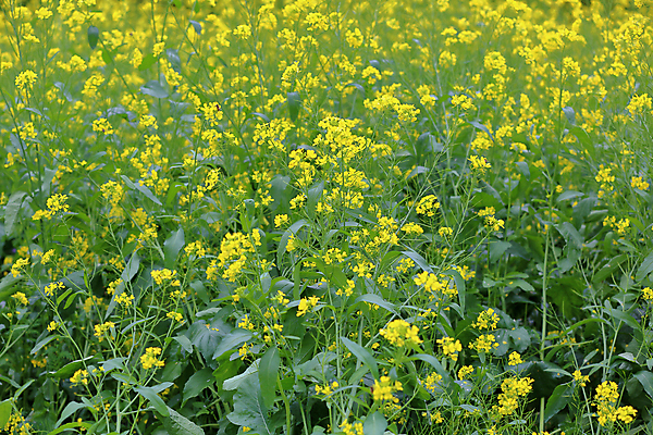 포토 JPG 해외이미지 식물 계절 꽃잎 꽃 백그라운드 잎 꽃무늬 밭 자연 잔디 사람없음 야외 초록색 빛 컬러풀 뷰티 노란색 환경 정원 봄 성장 벚꽃 신선 개화 내추럴 해외포토 컬러 무늬 농업 생태계 파일형식 이미지허브