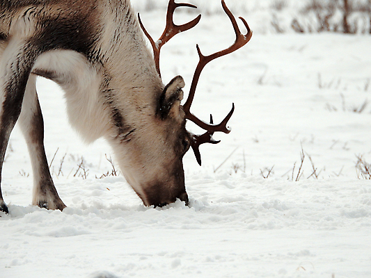 포토 JPG 해외이미지 주간 야생동물 겨울 사슴 노르웨이 사람없음 야외 해외포토 자연요소 동물 계절 유럽 포유류 파일형식 이미지허브