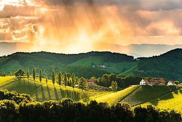 포토 JPG 해외이미지 배너 계절 유럽 여행 백그라운드 밭 농업 자연 파노라마 사람없음 초록색 농작물 태양 농장 환경 와인 일몰 시골 오스트리아 언덕 유기농 포도밭 내추럴 밭일 슬로베니아 양조장 줄서기 세련 해외포토 자연요소 웰빙 나라 산업 컬러 모션 주류 촬영기법 노을 생태계 파일형식 이미지허브