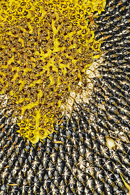 포토 JPG 해외이미지 식물 꽃 음식 재료 해바라기 사람없음 여름 노란색 큼 먹이 묘사 숙성 해외포토 계절 컬러 크기 파일형식 이미지허브