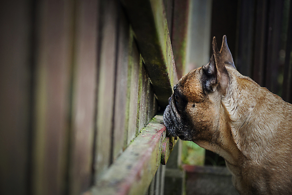포토 JPG 해외이미지 주간 공원 새끼 사람없음 야외 친구 울타리 반려동물 얼룩 구멍 기다림 개 강아지 보호 순수 경계 보안 대문 불독 해외포토 자연요소 동물 공공시설 컨셉 포유류 관계 모션 안전 담장 문 파일형식 이미지허브