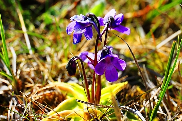 포토 JPG 해외이미지 식물 공원 꽃 유럽 여행 백그라운드 잎 꽃무늬 자연 휴가 산 아이슬란드 사람없음 야외 초록색 파란색 뷰티 환경 봄 들꽃 벚꽃 면 개화 북극 부드러움 북쪽 솜털 내추럴 산악지대 블루벨 영원 해외포토 계절 공공시설 나라 컬러 무늬 감각 극지방 방향 생태계 파일형식 이미지허브