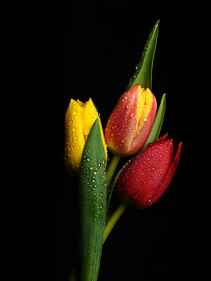 포토 JPG 해외이미지 스튜디오촬영 꽃잎 꽃 검은배경 사람없음 사진촬영 튤립 완벽 취급주의 카피스페이스 해외포토 식물 백그라운드 컨셉 실내 경고 검은색 촬영 공백 파일형식 이미지허브