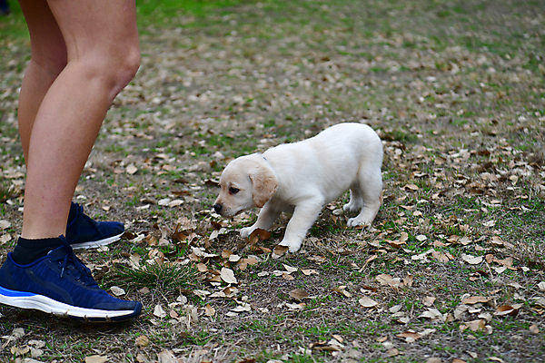 포토 JPG 해외이미지 가족 놀이 실험 사람없음 농장 개 리트리버 강아지 쓰레기 래브라도리트리버 혀 사냥개 언니 기르기 남동생 해외포토 농업 포유류 관계 반려동물 입 자매 동생 돌봄 파일형식 이미지허브
