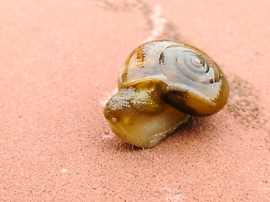 포토 JPG 해외이미지 동물 1 야생동물 음식 백그라운드 모션 아프리카 자연 연체동물 안테나 나선형 종류 사람없음 야외 초록색 반려동물 갈색 우주 정원 젖음 껍질 흰색 숲 큼 땅 속도 덮기 느림 거인 내추럴 기어가기 고립 민달팽이 끈적임 해외포토 나라 컬러 무늬 통신 무척추동물 크기 생태계 파일형식 달팽이_동물 이미지허브