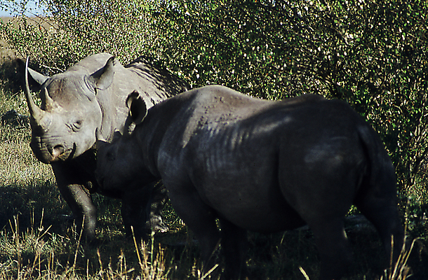 포토 JPG 해외이미지 동물 응시 야생동물 포유류 아프리카 자연 초식동물 뿔 종류 사람없음 야외 황무지 사파리 케냐 코뿔소 서식지 내추럴 동물상 해외포토 멸종위기종 시선 나라 조형물 생태계 파일형식 이미지허브