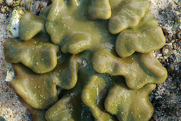 포토 JPG 해외이미지 바다 패턴 자연 추상 열대 안테나 종류 사람없음 물 파란색 수중 버섯 활발 해조류 황금 산호 호주 가죽 생태계 생물학 부드러움 암초 서식지 석회암 수유 식민지 해외포토 자연요소 교육 컬러 컨셉 무늬 통신 암석 감각 해양식물 오세아니아 자포동물 파일형식 이미지허브