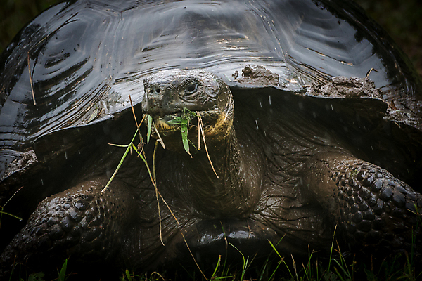 포토 JPG 해외이미지 동물 사람없음 남아메리카 거북이 에콰도르 갈라파고스 거인 해외포토 파충류 아메리카 파일형식 이미지허브