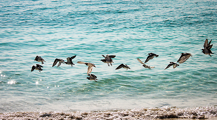 포토 JPG 해외이미지 동물 모래 파도 바다 학교 모션 발 자연 조류 하늘 종류 사람없음 물 파란색 검은색 자유 흰색 신선 그룹 엽서 특별함 많음 해외포토 자연요소 교육 컬러 컨셉 신체부위 편지 생태계 파일형식 이미지허브