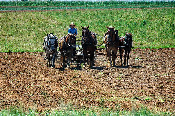 포토 JPG 해외이미지 식물 동물 전통 밭 농업 자연 하늘 사람 사람없음 농장 갈색 노란색 봄 수확 시골 업무 당기기 농부 땅 복고 구식 밭일 윤리 파종 해외포토 직업 계절 산업 컬러 모션 농사 작업 생태계 파일형식 이미지허브