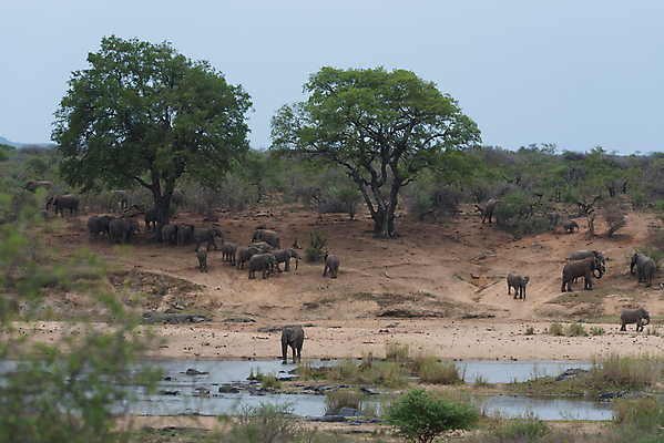포토 JPG 해외이미지 동물 공원 야생동물 여행 포유류 가족 아프리카 자연 엄마 초식동물 코끼리 종류 사람없음 야외 초록색 걷기 환경 게임 그룹 황무지 보호 군중 큼 방목 사파리 상아 멸종 거인 송아지 사바나 전국 초식 해외포토 공공시설 나라 새끼 컬러 컨셉 관계 모션 놀이 사람 소 축산업 크기 생태계 파일형식 이미지허브