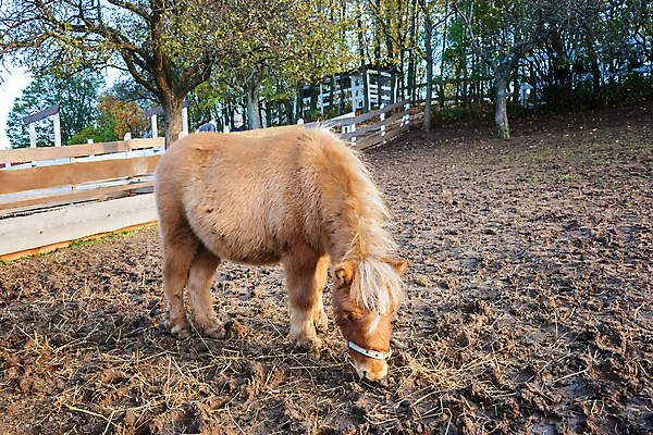 포토 JPG 해외이미지 동물 1 백그라운드 포유류 서기 사람없음 농장 갈색 레이싱 승차 조랑말 고립 기르기 방목장 해외포토 컬러 농업 모션 시합 말_동물 돌봄 파일형식 이미지허브