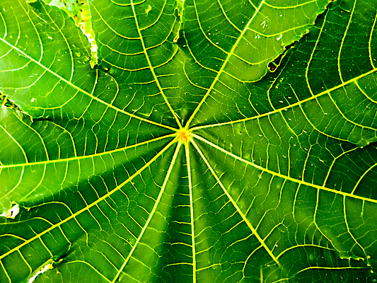 포토 JPG 해외이미지 나무 식물 캐릭터 꽃 산업 잎 과일 자연 건강 씨앗 사람없음 야외 가로 세로 초록색 햇빛 태양 맑음 봄 에너지 가시 허브 묘사 내추럴 꼬투리 중고 해외포토 자연요소 계절 컬러 날씨 생태계 파일형식 이미지허브