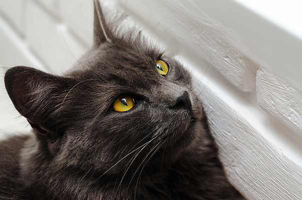 포토 JPG 해외이미지 얼굴 벽 털 사람없음 초록색 반려동물 노란색 고양이 어둠 회색 솜털 섬광 오리지널 총구 특별함 해외포토 동물 컬러 컨셉 포유류 신체부위 파일형식 이미지허브