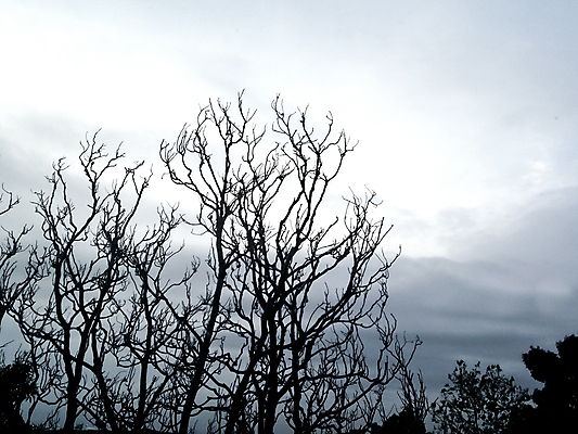 포토 JPG 해외이미지 나무 실루엣 겨울 하늘 사람없음 검은색 어둠 할로윈 회색 나뭇가지 저녁 해외포토 식물 계절 컬러 촬영기법 야간 파일형식 이미지허브