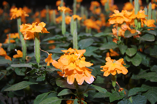포토 JPG 해외이미지 꽃 잎 꽃무늬 오렌지 자연 사람없음 초록색 정원 조경 해외포토 식물 컬러 무늬 과일 생태계 파일형식 이미지허브