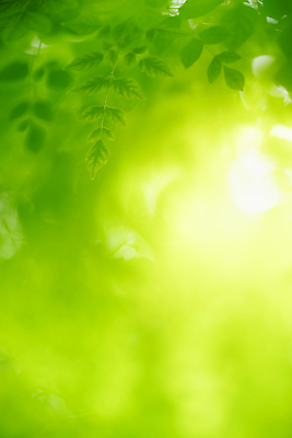 포토 JPG 해외이미지 나무 식물 계절 백그라운드 컨셉 잎 패턴 자연 벽지 추상 잔디 사람없음 초록색 빛 컬러풀 햇빛 태양 뷰티 우주 환경 정원 맑음 봄 성장 신선 숲 질감 보케 부드러움 내추럴 블러 생태학 지구의날 카피스페이스 그리너리 효과 해외포토 자연요소 교육 기념일 컬러 무늬 날씨 공백 감각 생태계 파일형식 트랜드컬러 이미지허브