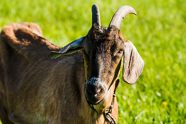 포토 JPG 해외이미지 동물 응시 얼굴 야생동물 포유류 휴식 염소 털 뿔 사람없음 야외 옆모습 반려동물 농장 마을 가축 우유 시골 그늘 방목 내추럴 외양간 밭일 찰과상 해외포토 시선 뷰포인트 컨셉 농업 유제품 신체부위 축산업 상처 파일형식 이미지허브