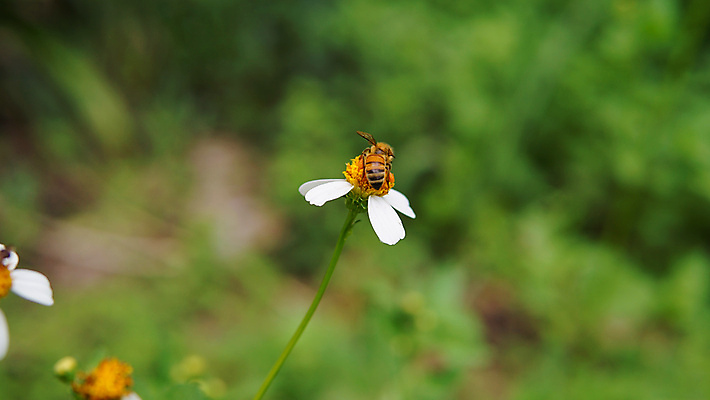 포토 JPG 해외이미지 식물 동물 계절 공원 꽃잎 꽃 곤충 백그라운드 꽃무늬 밭 자연 풍경 사람없음 야외 초록색 여름 농장 노란색 정원 맑음 봄 줄무늬 활발 벚꽃 흰색 시골 닫기 벌레 작음 수분 벌 수집 묘사 데이지 꽃가루 꿀 내추럴 생태학 캐모마일 해외포토 공공시설 교육 컬러 컨셉 무늬 농업 모션 날씨 크기 가루 허브 생태계 파일형식 이미지허브