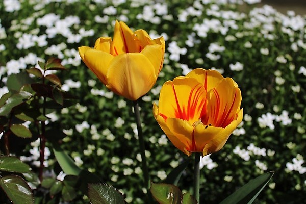 포토 JPG 해외이미지 꽃잎 꽃 사람없음 튤립 해외포토 식물 파일형식 이미지허브