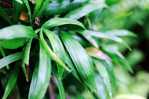 포토 JPG 해외이미지 나무 식물 계절 공원 백그라운드 잎 꽃무늬 패턴 자연 추상 프레임 사람없음 야외 가로 초록색 물 여름 햇빛 일출 환경 정원 봄 젖음 성장 신선 떨어짐 숲 이슬 빗방울 가득함 원예 질감 내추럴 해외포토 자연요소 공공시설 꽃 컬러 컨셉 무늬 취미 태양 노을 비_날씨 생태계 파일형식 이미지허브