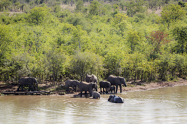 포토 JPG 해외이미지 동물 호수 야생동물 포유류 가족 아프리카 자연 코끼리 국립공원 사람없음 가로 관광지 마시기 그룹 황무지 보호 군중 숲 댐 사파리 서식지 남아프리카 보츠와나 보호구역 해외포토 멸종위기종 공원 공공시설 나라 여행 컨셉 관계 모션 사람 생태계 구역 파일형식 이미지허브
