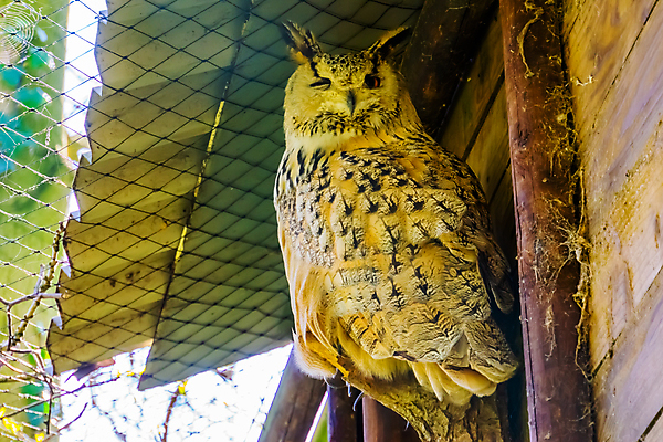 포토 JPG 해외이미지 동물 여자 남자 유럽 아시아 얼굴 백그라운드 조류 뿔 동물원 종류 동양인 성인 사람없음 반려동물 머리 검은색 야간 깃털 독수리 부엉이 동쪽 서쪽 시베리아 인기 진실 해외포토 자연요소 나라 컬러 사람 인종 신체부위 방향 파일형식 이미지허브