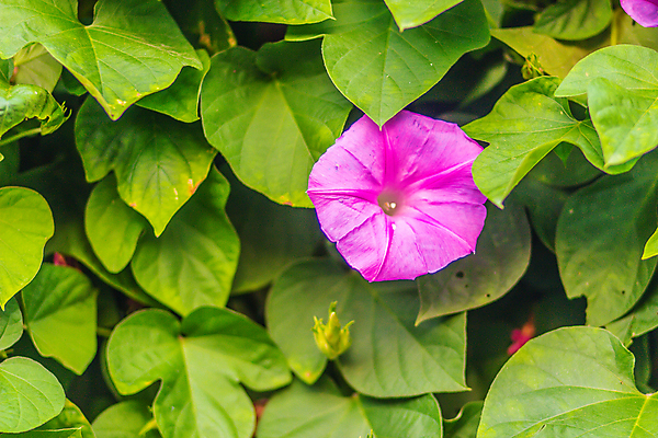 포토 JPG 해외이미지 나무 식물 꽃잎 꽃 분홍색 백그라운드 잎 꽃무늬 자연 아침 사람없음 야외 초록색 빛 뷰티 정원 보라색 봄 들꽃 벚꽃 나뭇가지 신선 개화 시작 원예 아이비 내추럴 해외포토 주간 계절 컬러 무늬 취미 생태계 파일형식 이미지허브