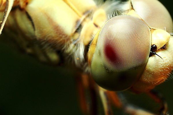 포토 JPG 해외이미지 동물 응시 여자 얼굴 야생동물 곤충 잎 날개 자연 앉기 사람없음 가로 초록색 뷰티 머리 용 벌레 잠자리 작음 묘사 오싹 해외포토 식물 시선 컬러 모션 사람 신체부위 크기 생태계 파일형식 이미지허브